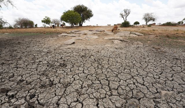 BM: Kuraklık, Afrika Boynuzu'ndaki çocukların durumunu kötüleştiriyor