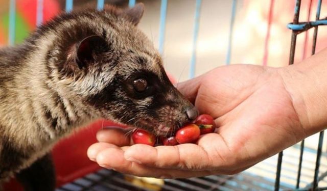 Dünyanın en pahalı kahvesinde ilginç ‘kedi’ ayrıntısı