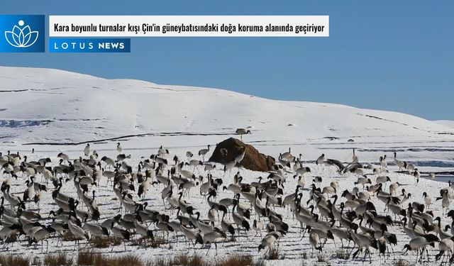 Video: Kara boyunlu turnalar kışı Çin'in güneybatısındaki doğa koruma alanında geçiriyor