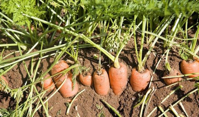 Mikroplastikler topraktan gıdalara nasıl sızıyor? Atık su çamuru yasaklanmalı mı?