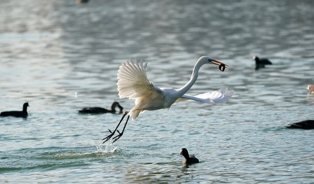 Çin'in kuzeyindeki Fenhe Nehri'nde barınan kuş sayısı arttı