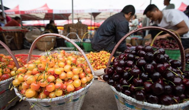 Çin'in Dalian Limanı, Şili kirazı için doğrudan nakliye hattı açtı