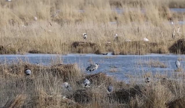 Çin'de bir zamanlar küçülen Hulun Gölü'nde su ve canlı faaliyeti arttı