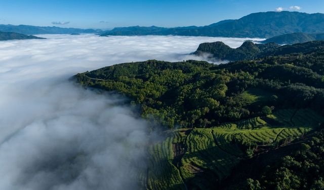 Çin'in Yunnan eyaletinden antik çay ağaçlarının korunmasıyla ilgili yeni düzenleme