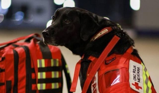 Meksika, meşhur arama kurtarma köpeklerini Türkiye'ye yolluyor