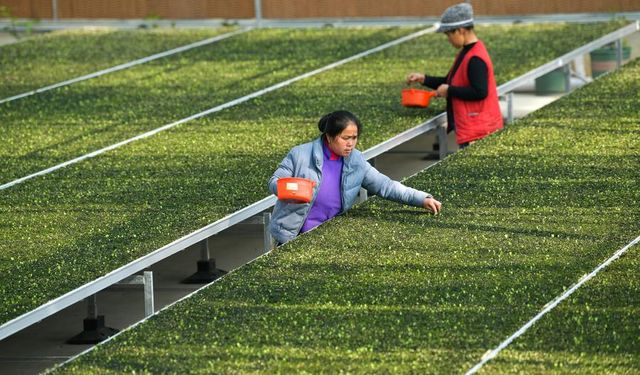 Çin'de fide dikme sezonu başladı