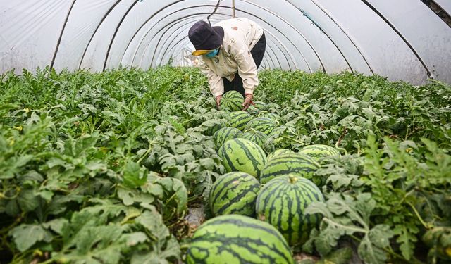 Çin'in Hainan eyaletinde meyve ve sebze hasadı başladı