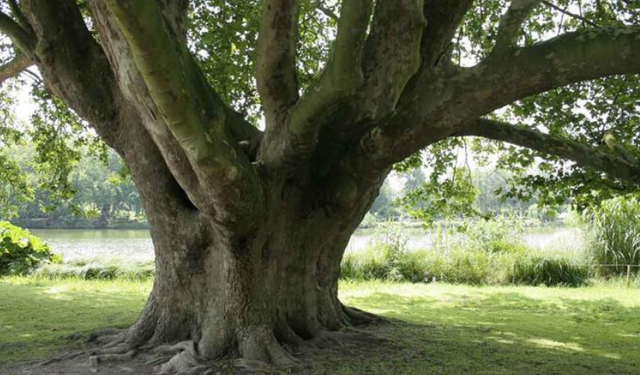 Çin'de 100 yıllık ağaca zarar gelmemesi için yeraltı tünel projesinin güzergahı değiştirildi