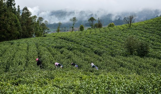 Çin'in çay ihracatı 2022'de yüzde 1,59 arttı