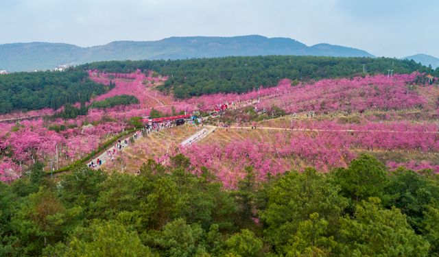 Çin'de baharın habercisi kiraz çiçekleri açtı