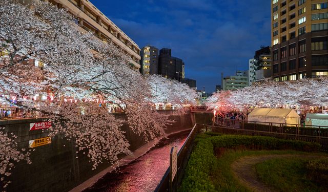 Japonya'da kiraz çiçeklerinin muhteşem manzarası