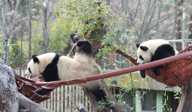 İspanya'da panda ailesi Çin ile İspanya arasında dostluk köprüsü kurdu