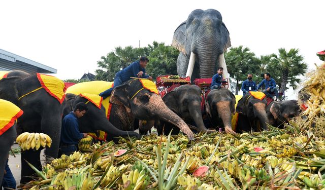 Tayland'da Ulusal Fil Günü kutlandı