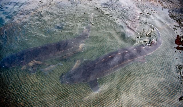 Çin, Yangtze mersin balığının yaban hayatta doğal üremesiyle ilgili büyük ilerleme kaydetti