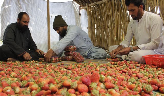 Afganistan'da çilek hasadı