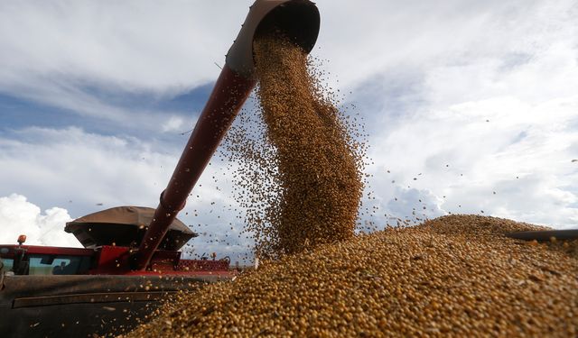 Çin'in soya fasulyesi ithalatı Ocak-Temmuz döneminde yüzde 15 arttı