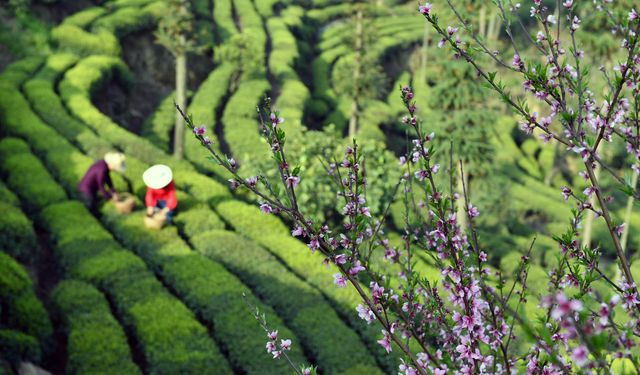 Çin'de çay hasadı Qingming Festivali öncesi tüm hızıyla devam ediyor