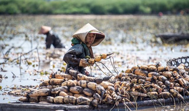 Çin'in Hunan eyaletinde lotus kökü hasadı