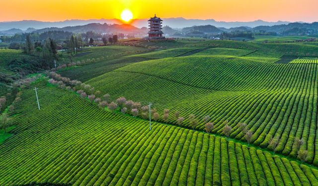 Çin'in Guizhou eyaletinde çay hasadı başladı