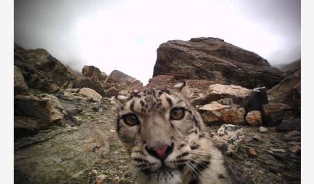 Çin'in Everest Dağı Koruma Alanı'nda 100'den fazla kar leoparı olduğu öngörülüyor