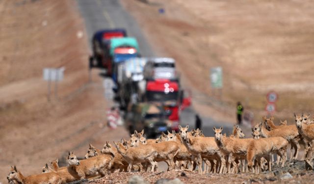 Gebe Tibet antilopları doğum için doğa koruma alanına göç ediyor