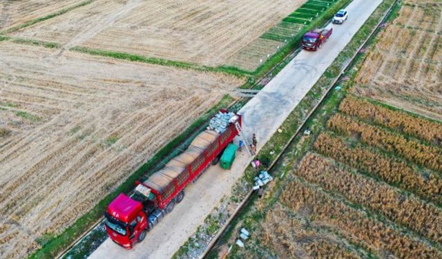 Çin'in Guizhou eyaletinde buğday hasadı başladı