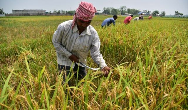 Hindistan'ın Assam eyaletinde çeltik hasadı başladı