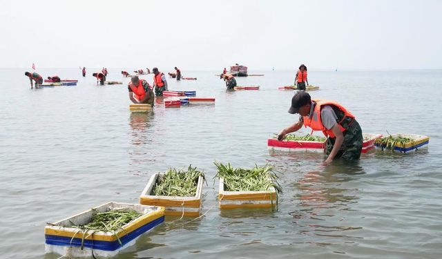 Çin'de deniz ekolojisini iyileştirmek için deniz çayırı ekiliyor