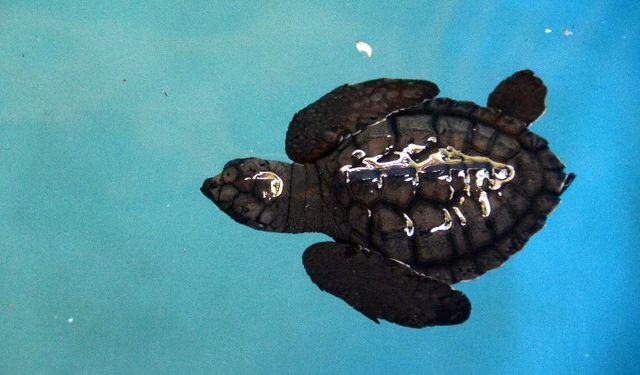 Endonezya'da tehlike altındaki deniz kaplumbağaları için koruyucu önlemler alınıyor