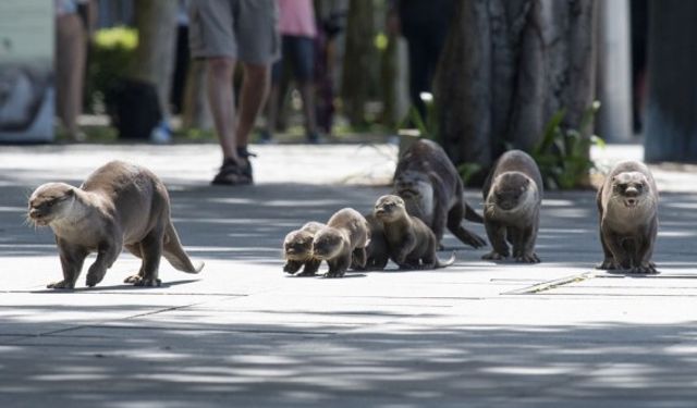 Dünya Su Samuru Günü, Singapur'da kutlandı