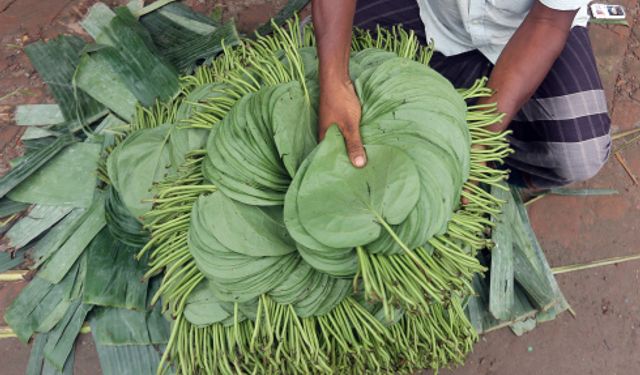 Bangladeş'te betel yaprağının hasat zamanı