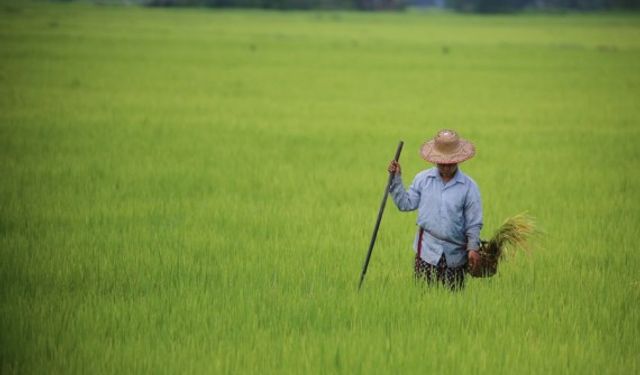 Myanmarlı çiftçiler çeltik hasadından umutlu