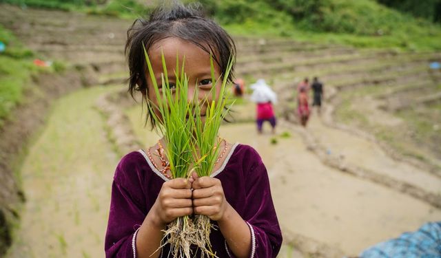 Nepal'de Ulusal Çeltik Günü kutlandı