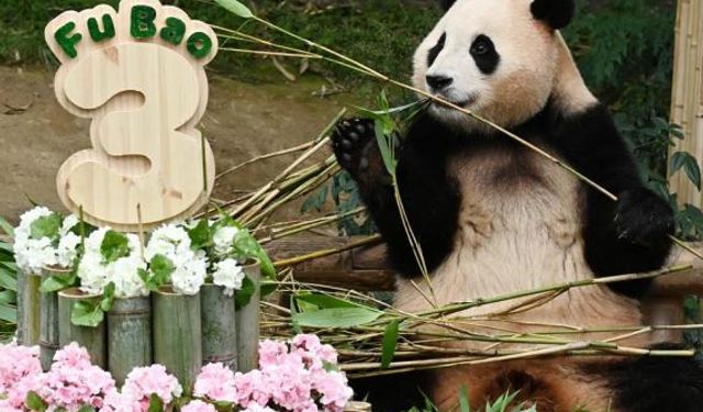 Dev panda Fu Bao üçüncü yaş gününü kutladı