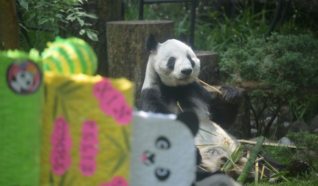 Meksika'daki dev panda Xin Xin 33. yaş gününü kutladı