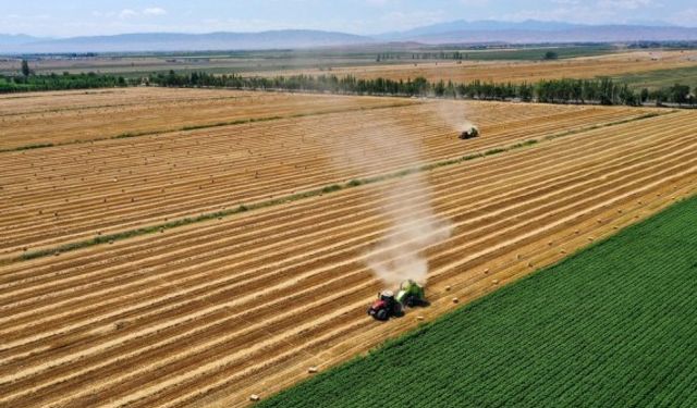 Çin'in kuzeybatısındaki Xinjiang bölgesinde yaz hasadı devam ediyor