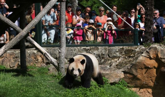 Fransa'da doğan ilk dev panda, Çin'e iade edildi