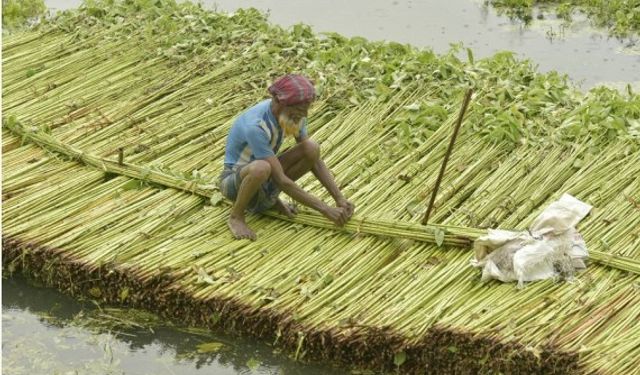 Bangladeş'te jüt hasadı tüm hızıyla devam ediyor