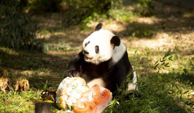 Dev panda Tian Tian, ABD'de 26. yaş gününü kutladı