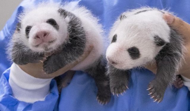 Güney Kore'de dünyaya gelen iki panda yavrusu 1 aylık oldu