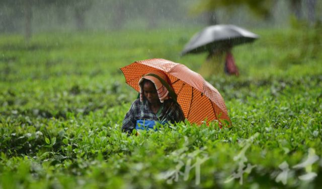 Hindistan'da yağmur altında çay hasadı yapıldı