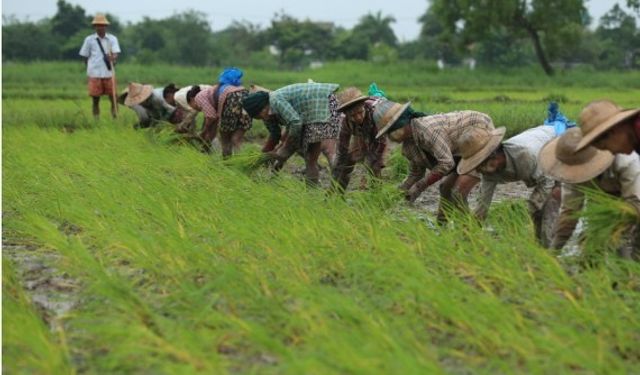 Myanmar'da çiftçiler çeltik fidesi dikiyor