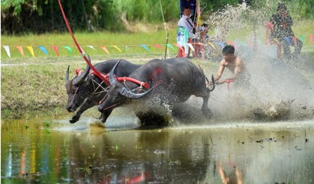 Tayland'da bufalo yarışları büyük ilgi gördü