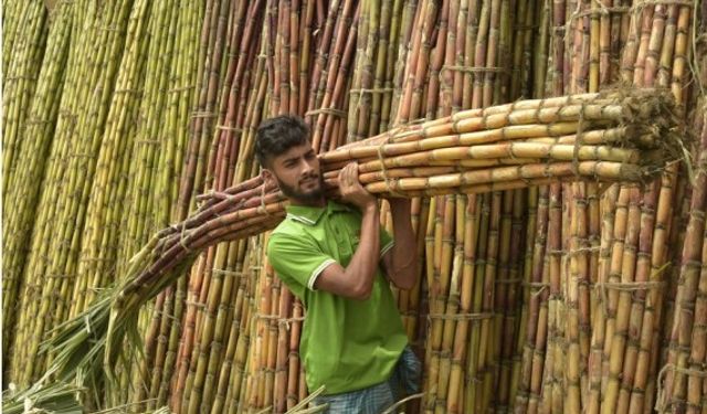 Bangladeş'te şeker kamışı hasadı verimli başladı