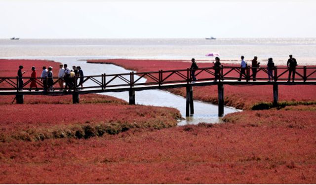 Çin'in Panjin kentindeki Honghaitan Kızıl Plajı turistlerin ilgi odağı oldu