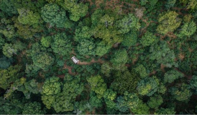 Çin'in Pu'er kentindeki eski çay ormanları, UNESCO Dünya Mirası Listesi'ne alındı