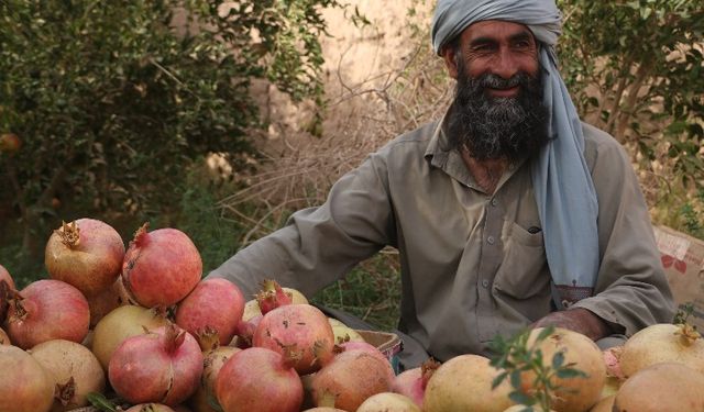 Afganistan'ın Farah vilayetinde nar hasadı başladı