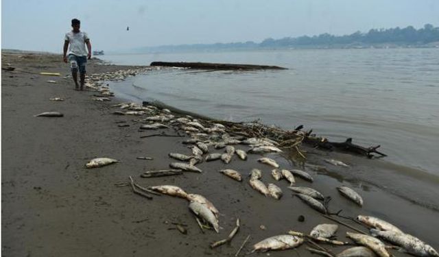 Brezilya'nın Amazonas eyaletindeki kuraklık toplu balık ölümlerine neden oldu