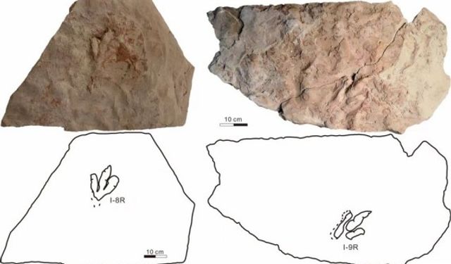 Çin'in dinozor cennetindeki fosilleşmiş ayak izlerinin teropodlara ait olduğu doğrulandı