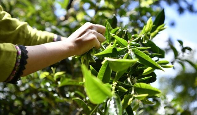 Çin'in tarım ürünleri dış ticareti yılın ilk 8 ayında yüzde 2,8 arttı